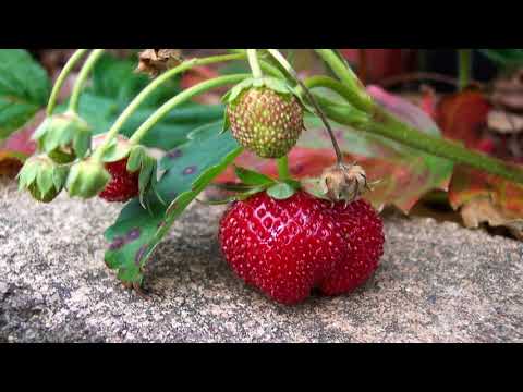 When and how to transplant strawberries in the spring to a new place