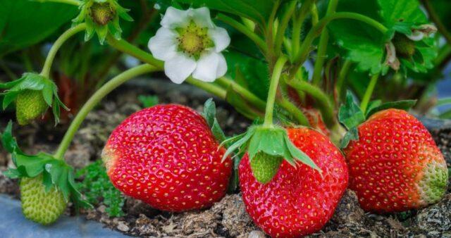 When and how to transplant strawberries in the summer to a new place