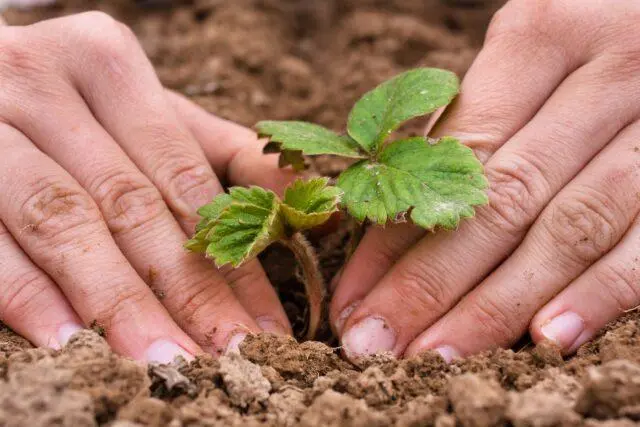 When and how to transplant strawberries in the summer to a new place