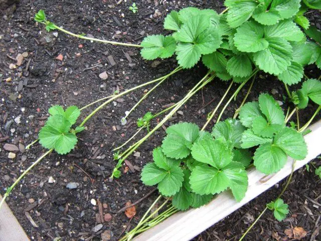 When and how to transplant strawberries in the summer to a new place