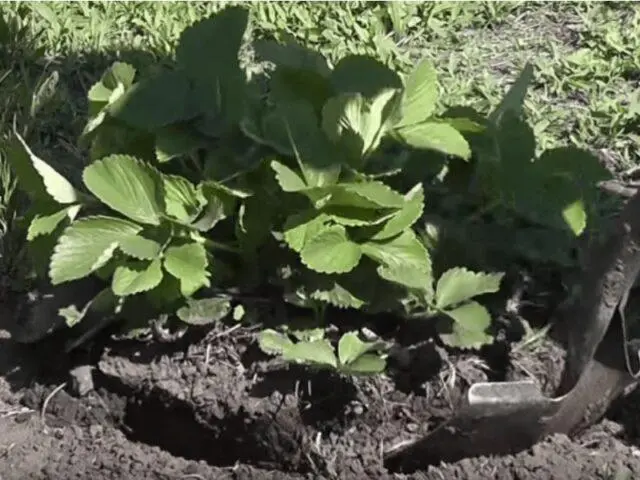 When and how to transplant strawberries in the summer to a new place