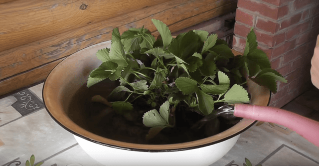 When and how to transplant strawberries in the summer to a new place