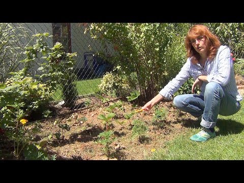 When and how to transplant strawberries in the summer to a new place