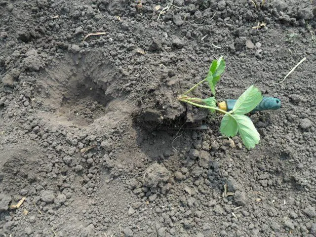 When and how to transplant strawberries in the summer to a new place