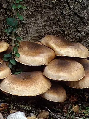 When autumn mushrooms are collected and a description of mushrooms