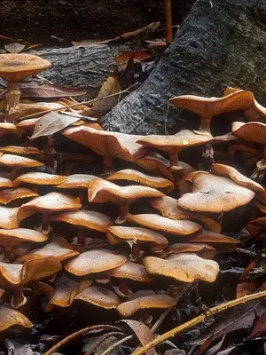 When autumn mushrooms are collected and a description of mushrooms