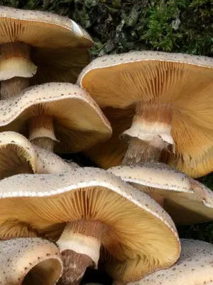 When autumn mushrooms are collected and a description of mushrooms