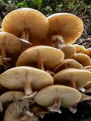 When autumn mushrooms are collected and a description of mushrooms