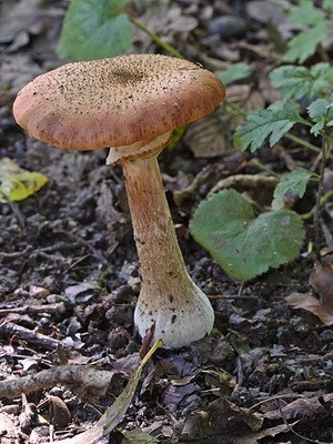 When autumn mushrooms are collected and a description of mushrooms