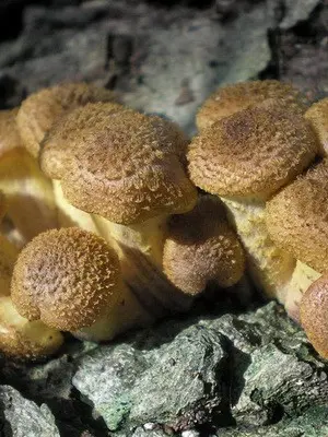 When autumn mushrooms are collected and a description of mushrooms