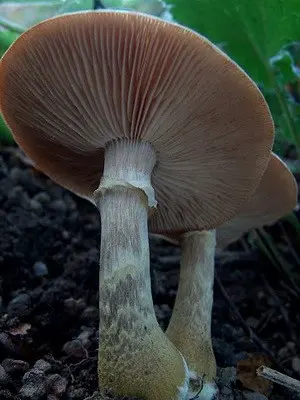 When autumn mushrooms are collected and a description of mushrooms