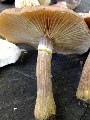 When autumn mushrooms are collected and a description of mushrooms