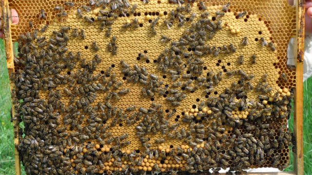 When bees seal honey