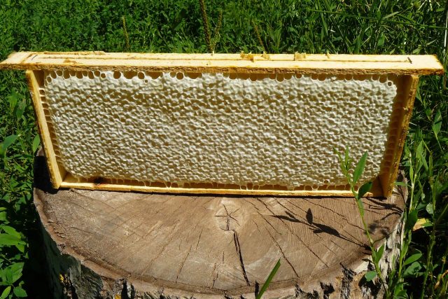 When bees seal honey