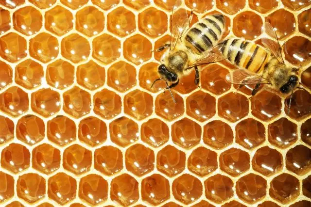 When bees seal honey