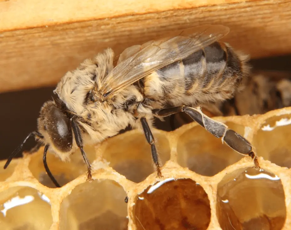 When bees seal honey