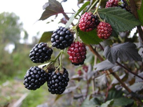 When blackberries begin to bear fruit: the wisdom of growing