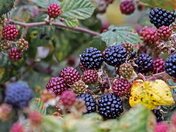 When blackberries begin to bear fruit: the wisdom of growing