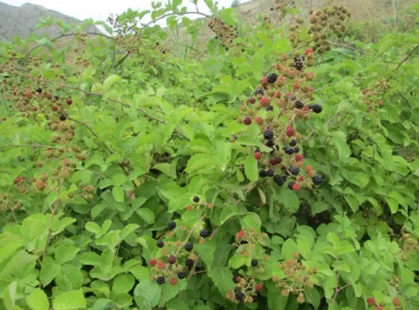 When blackberries begin to bear fruit: the wisdom of growing