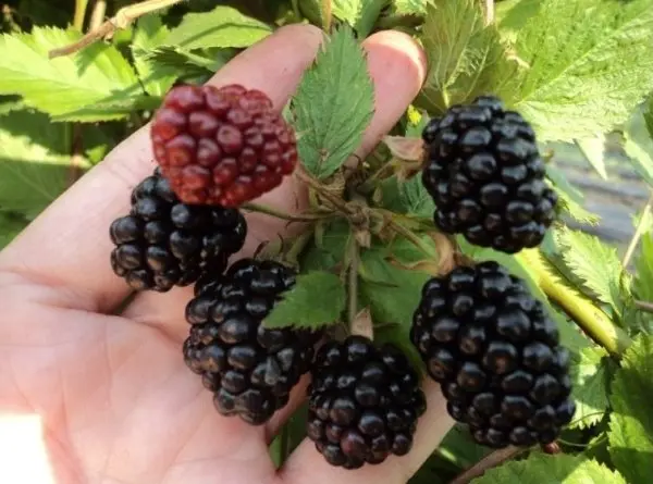 When blackberries begin to bear fruit: the wisdom of growing