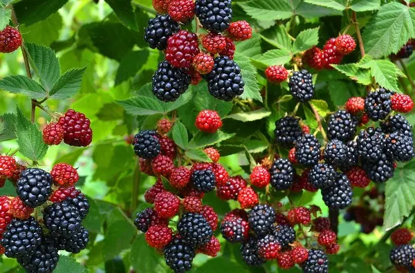 When blackberries begin to bear fruit: the wisdom of growing