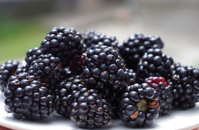 When blackberries begin to bear fruit: the wisdom of growing