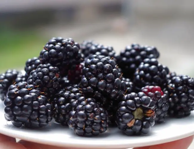 When blackberries begin to bear fruit: the wisdom of growing