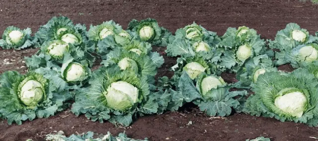 When cabbage is harvested in autumn 