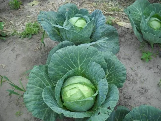 When cabbage is harvested in autumn 