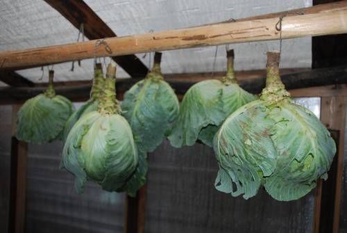 When cabbage is harvested in autumn 