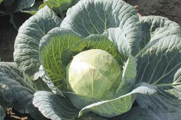 When cabbage is harvested in autumn 