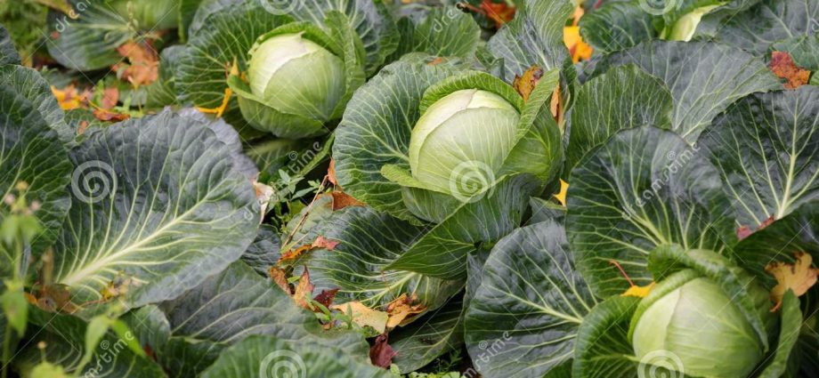 When cabbage is harvested in autumn 