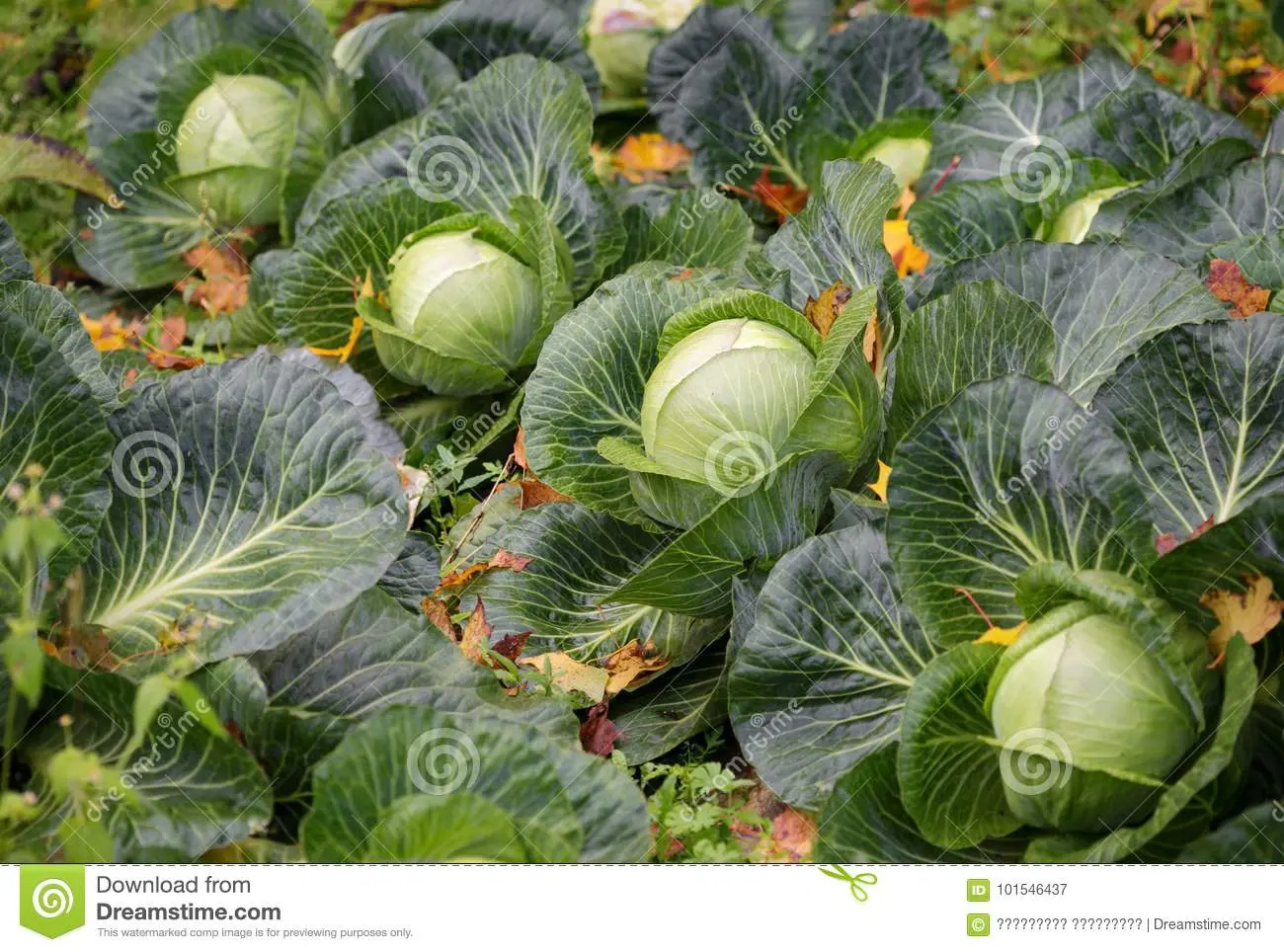 When cabbage is harvested in autumn 