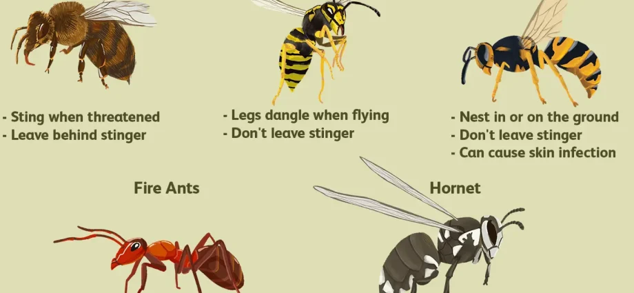 When can a wasp kill? Allergic reactions to insect venom