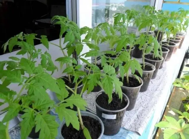 When can I plant tomatoes in a greenhouse 