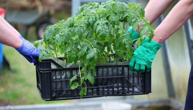 When can I plant tomatoes in a greenhouse 