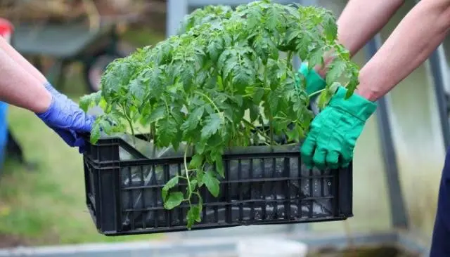 When can I plant tomatoes in a greenhouse 