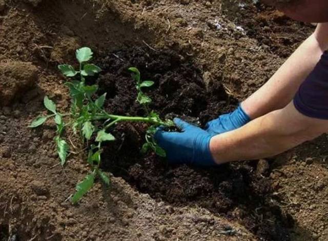 When can I plant tomatoes in a greenhouse 