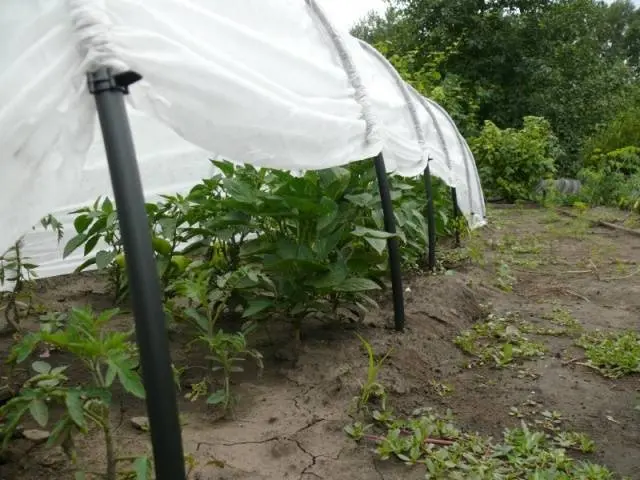 When can I plant tomatoes in a greenhouse 