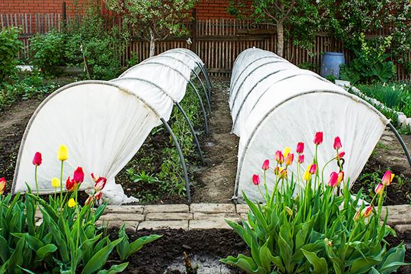 When can I plant tomatoes in a greenhouse 