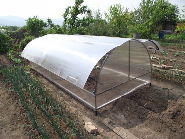 When can I plant tomatoes in a greenhouse 