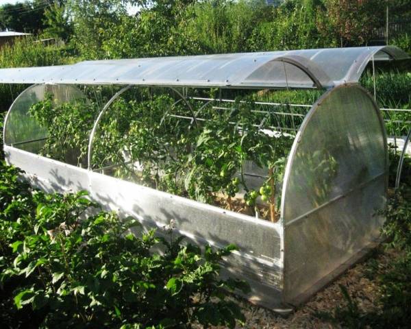 When can I plant tomatoes in a greenhouse 