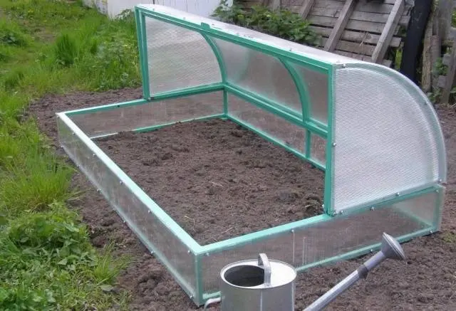 When can I plant tomatoes in a greenhouse 