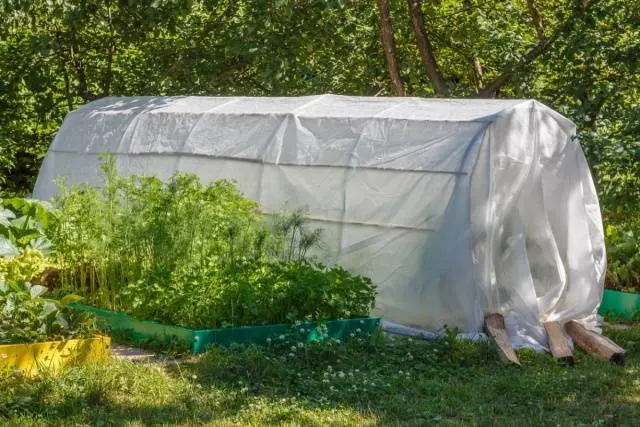 When can I plant tomatoes in a greenhouse 