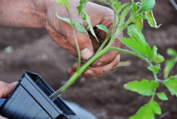 When can I plant tomatoes in a greenhouse 