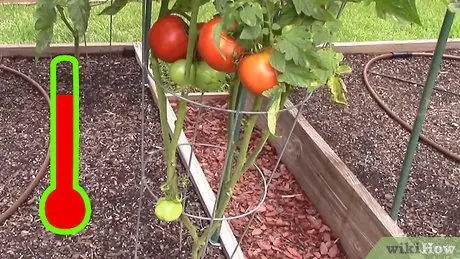 When can I plant tomatoes in a greenhouse 