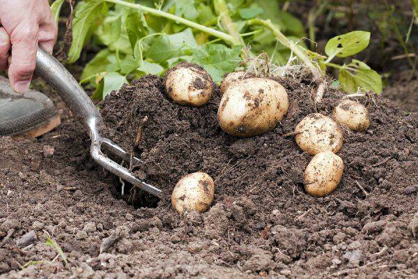 When can you dig new potatoes 