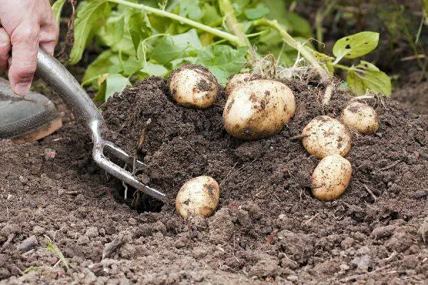 When can you dig new potatoes 