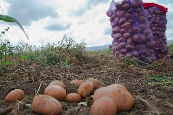 When can you dig new potatoes 