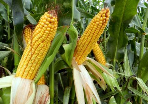 When can you harvest corn and how to determine ripeness